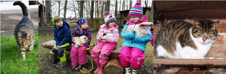 Tiere kuscheln